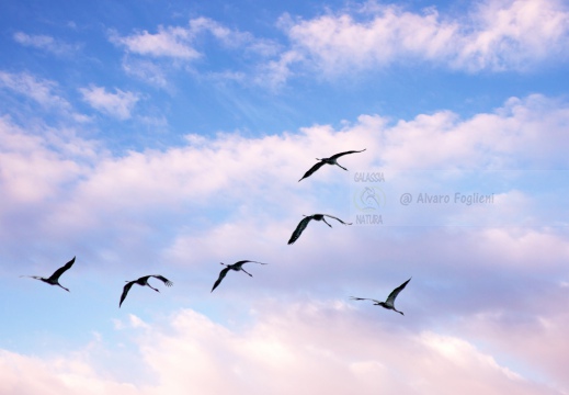 GRU CENERINA;  Crane;  Grue cendrée; Grus grus 