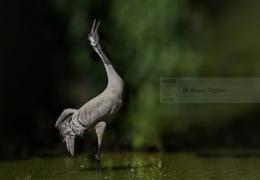 GRU CENERINA;  Crane;  Grue cendrée; Grus grus 