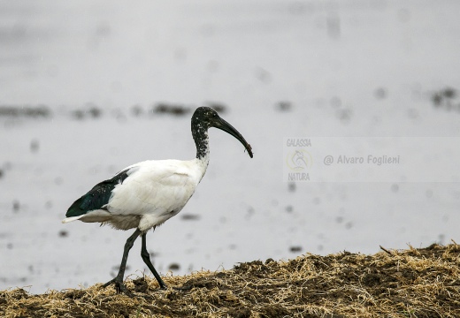 IBIS SACRO; Sacred Ibis;  Ibis sacré; Threskiornis aethiopicus 