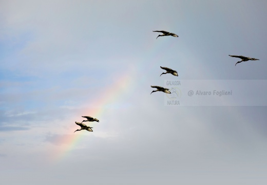 IBIS SACRO; Sacred Ibis;  Ibis sacré; Threskiornis aethiopicus 