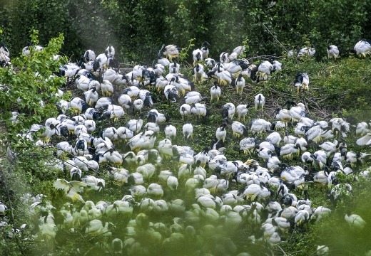 IBIS SACRO; Sacred Ibis;  Ibis sacré; Threskiornis aethiopicus 