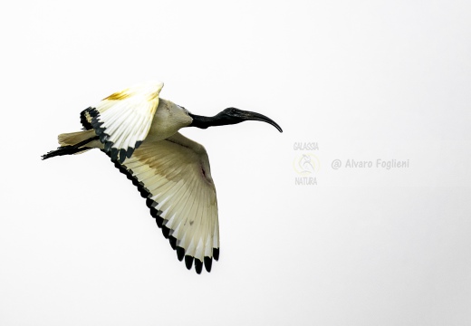 IBIS SACRO; Sacred Ibis;  Ibis sacré; Threskiornis aethiopicus 