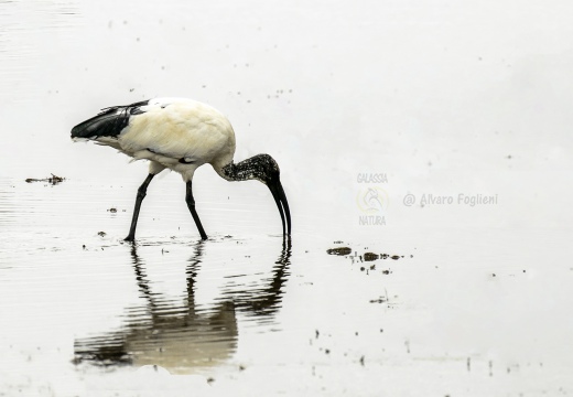 IBIS SACRO; Sacred Ibis;  Ibis sacré; Threskiornis aethiopicus 