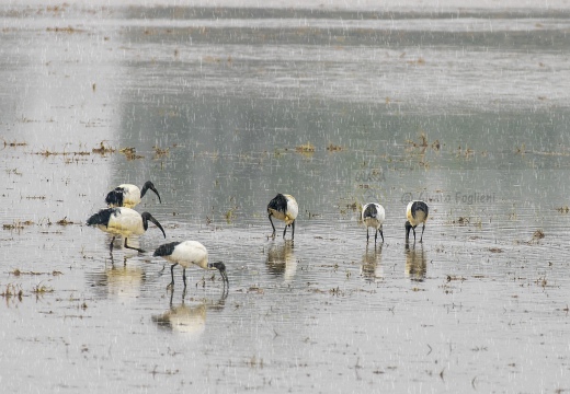 FOTO AMBIENTATA - IBIS SACRO; Sacred Ibis;  Ibis sacré; Threskiornis aethiopicus 