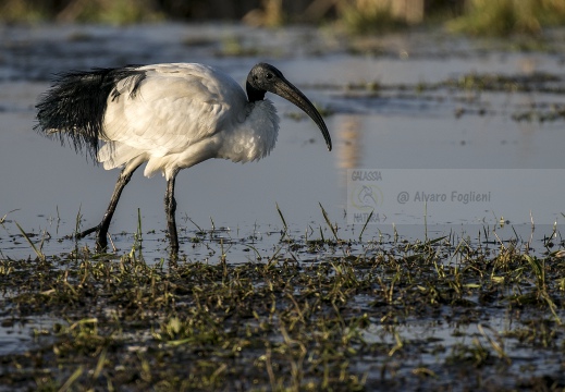 IBIS SACRO; Sacred Ibis;  Ibis sacré; Threskiornis aethiopicus 