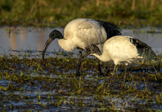 IBIS SACRO; Sacred Ibis;  Ibis sacré; Threskiornis aethiopicus 