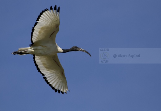 IBIS SACRO; Sacred Ibis;  Ibis sacré; Threskiornis aethiopicus 