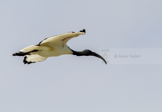 IBIS SACRO; Sacred Ibis;  Ibis sacré; Threskiornis aethiopicus 