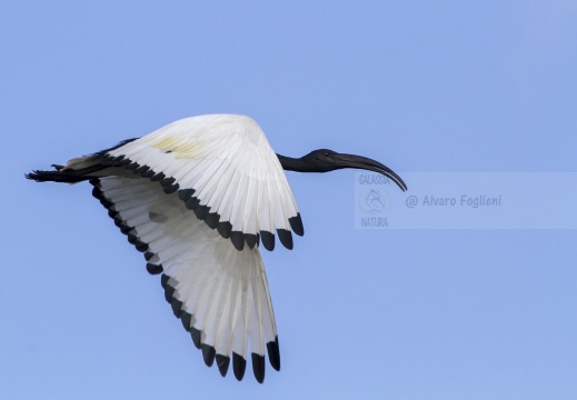 IBIS SACRO; Sacred Ibis;  Ibis sacré; Threskiornis aethiopicus 