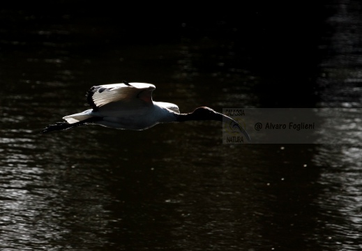 IBIS SACRO; Sacred Ibis;  Ibis sacré; Threskiornis aethiopicus 