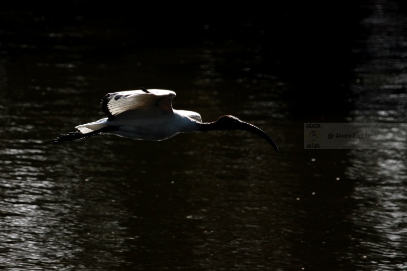 Ibis sacro  IMG_24093.jpg