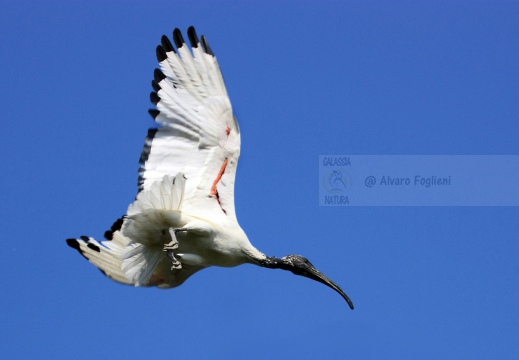 IBIS SACRO; Sacred Ibis;  Ibis sacré; Threskiornis aethiopicus 