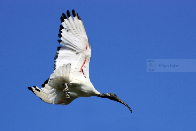 IBIS SACRO   IMG_14108.jpg