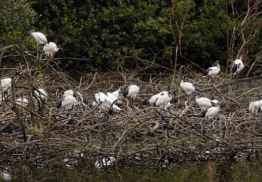 IBIS SACRO; Sacred Ibis;  Ibis sacré; Threskiornis aethiopicus 