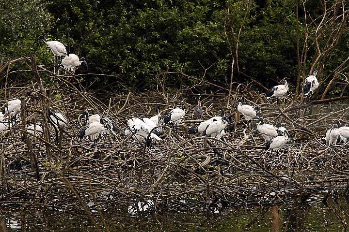 Ibis-sacri-IMG_12157.jpg