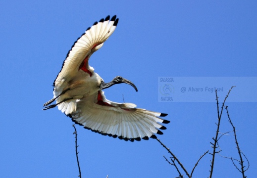 IBIS SACRO; Sacred Ibis;  Ibis sacré; Threskiornis aethiopicus 