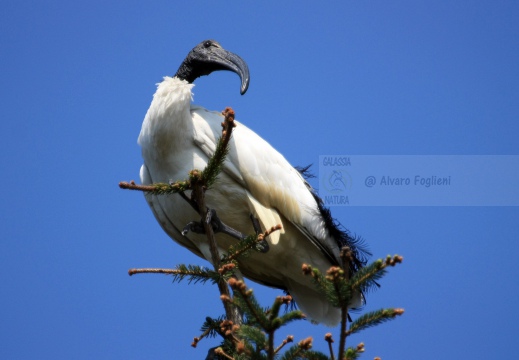 IBIS SACRO; Sacred Ibis;  Ibis sacré; Threskiornis aethiopicus 