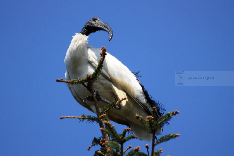 IBIS SACRO   IMG_14214.jpg