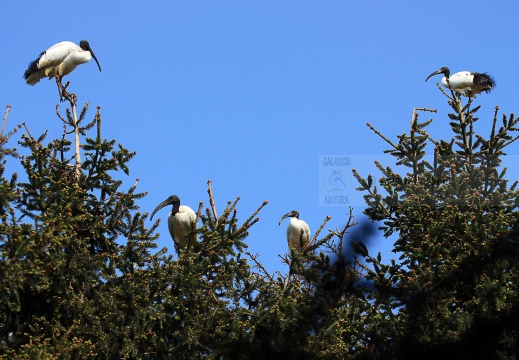 IBIS SACRO; Sacred Ibis;  Ibis sacré; Threskiornis aethiopicus 