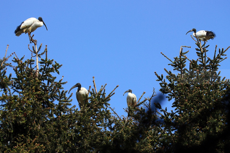 IBIS SACRO   IMG_14173.jpg