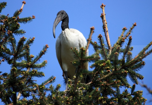 IBIS SACRO; Sacred Ibis;  Ibis sacré; Threskiornis aethiopicus 