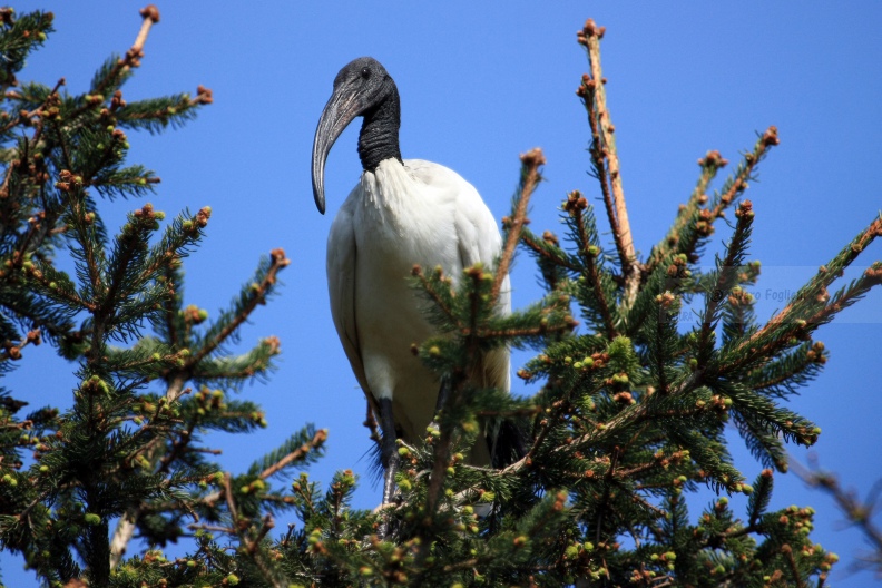 IBIS SACRO   IMG_14168.jpg