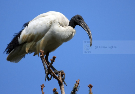 IBIS SACRO; Sacred Ibis;  Ibis sacré; Threskiornis aethiopicus 