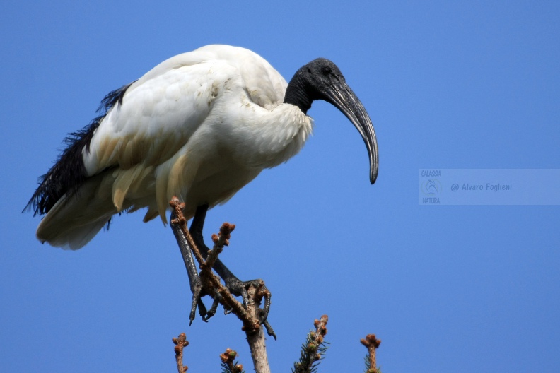 IBIS SACRO   IMG_14164.jpg