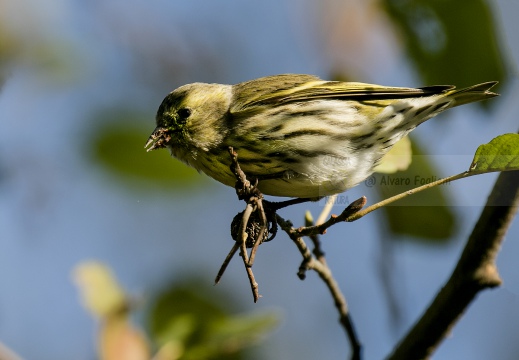 LUCHERINO, Siskin, Tarin des aulnes; Carduelis spinus