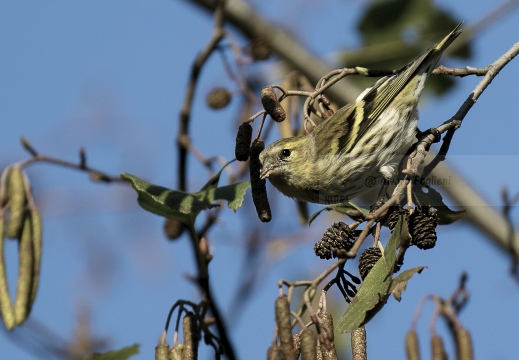 LUCHERINO, Siskin, Tarin des aulnes; Carduelis spinus