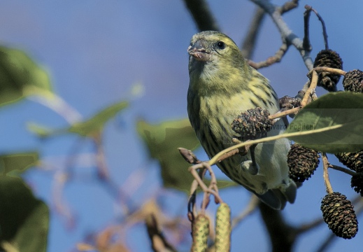 ILUCHERINO, Siskin, Tarin des aulnes; Carduelis spinus