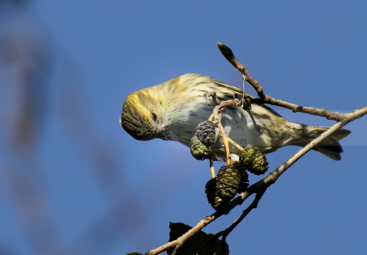 LUCHERINO, Siskin, Tarin des aulnes; Carduelis spinus