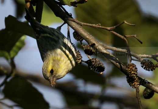 LUCHERINO, Siskin, Tarin des aulnes; Carduelis spinus