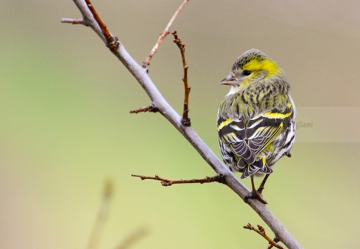 LUCHERINO, Siskin, Tarin des aulnes; Carduelis spinus