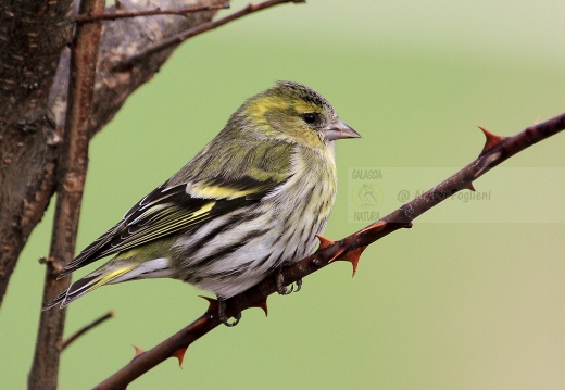 LUCHERINO, Siskin, Tarin des aulnes; Carduelis spinus