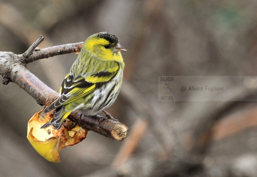 LUCHERINO, Siskin, Tarin des aulnes; Carduelis spinus