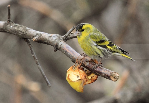 LUCHERINO, Siskin, Tarin des aulnes; Carduelis spinus