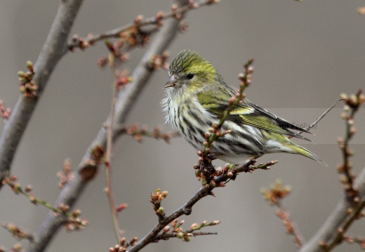 LUCHERINO, Siskin, Tarin des aulnes; Carduelis spinus