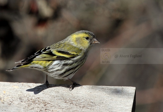 LUCHERINO, Siskin, Tarin des aulnes; Carduelis spinus