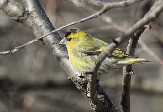 LUCHERINO, Siskin, Tarin des aulnes; Carduelis spinus