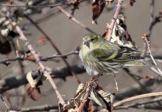 LUCHERINO, Siskin, Tarin des aulnes; Carduelis spinus