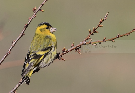 LUCHERINO, Siskin, Tarin des aulnes; Carduelis spinus