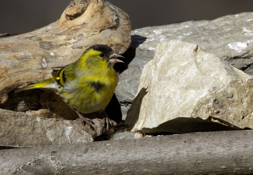 LUCHERINO, Siskin, Tarin des aulnes; Carduelis spinus