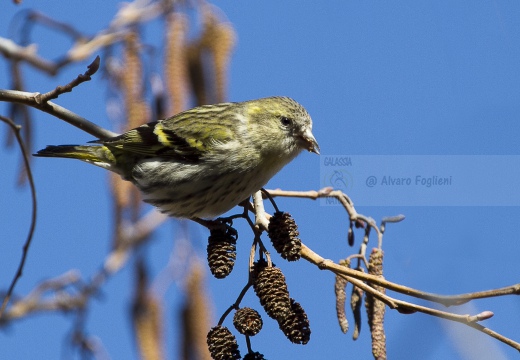 LUCHERINO, Siskin, Tarin des aulnes; Carduelis spinus