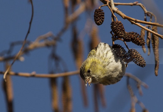 LUCHERINO, Siskin, Tarin des aulnes; Carduelis spinus