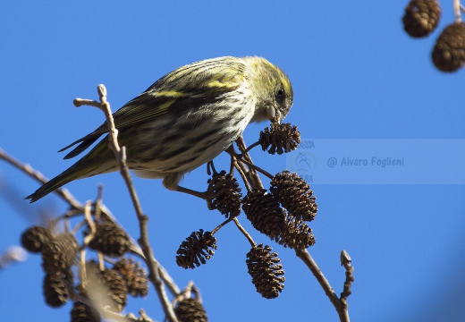 LUCHERINO, Siskin, Tarin des aulnes; Carduelis spinus