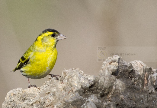 LUCHERINO, Siskin, Tarin des aulnes; Carduelis spinus