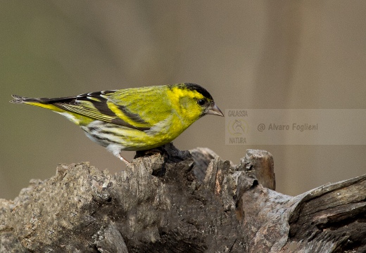 LUCHERINO, Siskin, Tarin des aulnes; Carduelis spinus