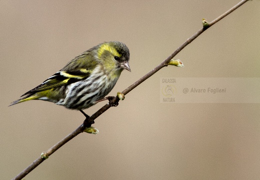 LUCHERINO, Siskin, Tarin des aulnes; Carduelis spinus