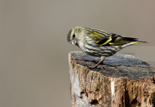 LUCHERINO, Siskin, Tarin des aulnes; Carduelis spinus